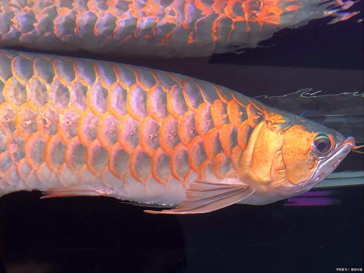 怎么讓龍魚后三鰭撐開,魚后三鰭撐 龍魚百科 第1張 怎么讓龍魚后三鰭撐開,魚后三鰭撐 怎么讓龍魚后三鰭撐開,魚后三鰭撐 龍魚百科 第1張