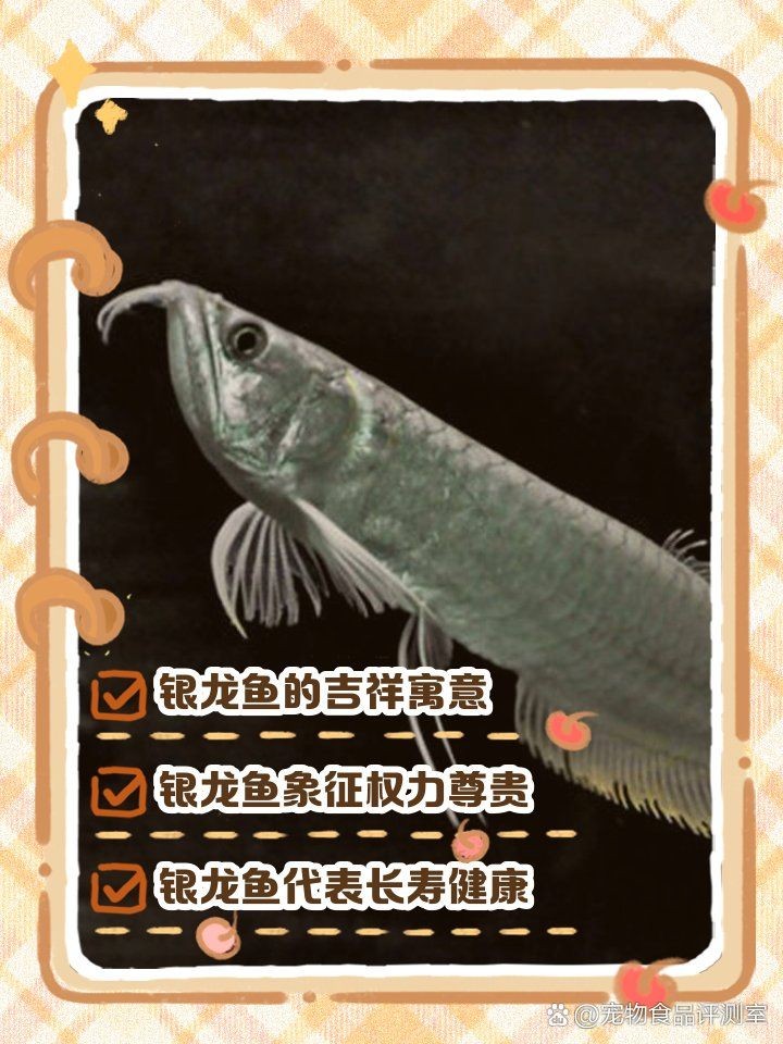 養(yǎng)一條銀龍魚代表什么，龍魚，寓意與