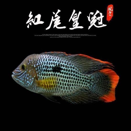 關刀魚起頭圖片，幾種不同風格的一句短標題供你參考，，霸氣關刀魚驚艷起頭！，靈動關刀魚，絕美起頭瞬間！，關刀魚起頭，盡顯獨特風姿