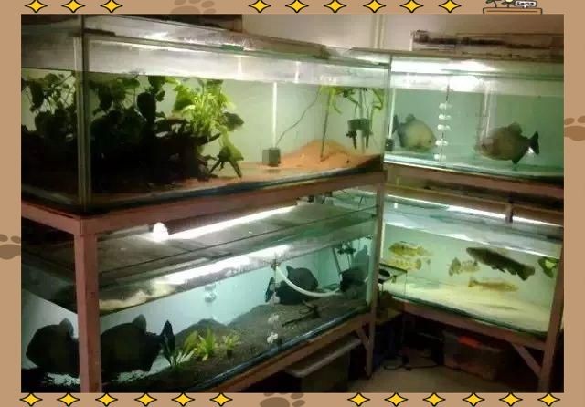 1米5的魚缸壓塌樓板了，驚險！1米5魚缸壓塌樓板，禍起魚缸！1米5大缸塌穿樓板，駭人！1米5魚缸
