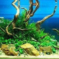 1米5的魚缸壓塌樓板了，驚險！1米5魚缸壓塌樓板，禍起魚缸！1米5大缸塌穿樓板，駭人！1米5魚缸