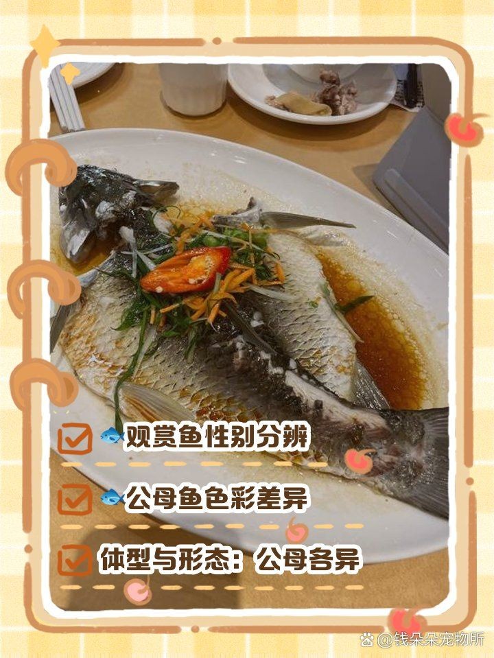 和尚魚多大能看公母，魚辨公母的