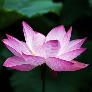 九鼎魚缸怎么連個官網都沒有，驚！九鼎魚缸竟無官網？，詫異，九鼎魚缸緣何沒官網？，疑惑，九鼎魚缸咋沒官網呢？