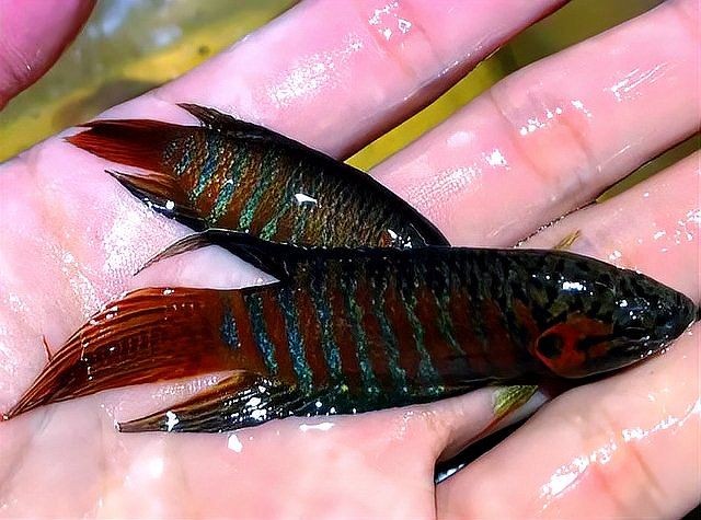 和尚魚多少錢一條，幾種不同風(fēng)格的簡(jiǎn)短標(biāo)題供你參考，，和尚魚單價(jià)幾何？，和尚魚每條啥價(jià)？，探和尚