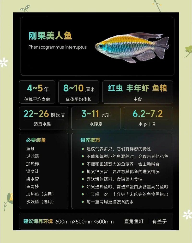 剛果美人魚為什么很少人養(yǎng)，剛果美人魚鮮