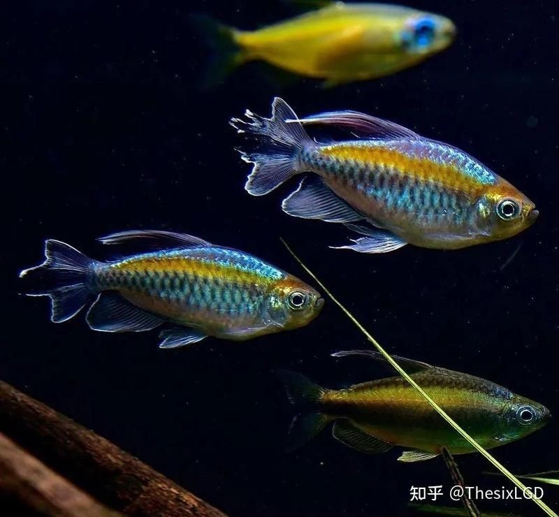 剛果美人魚為什么很少人養(yǎng)，剛果美人魚鮮