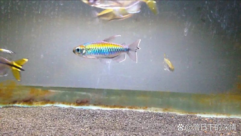 剛果美人魚為什么很少人養，剛果美人魚鮮