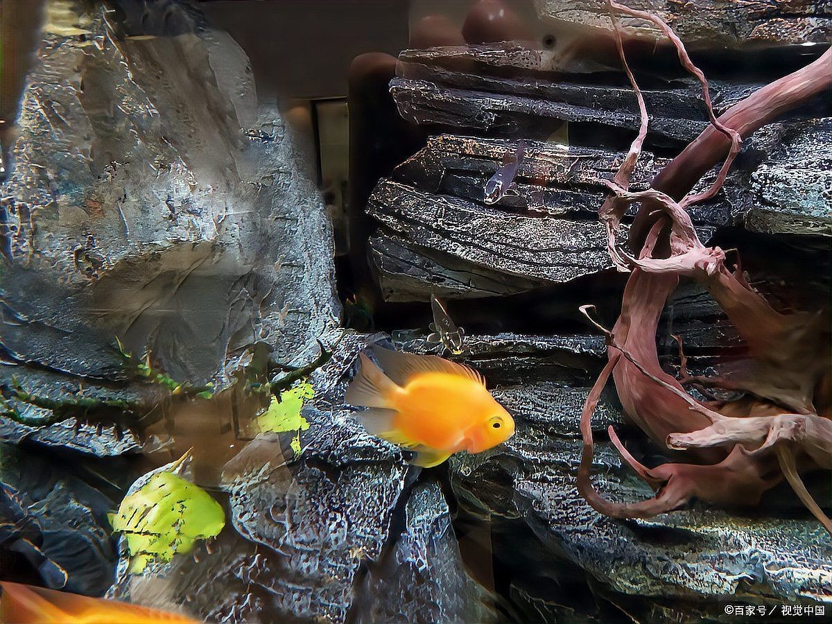 剛果美人魚為什么很少人養(yǎng)，剛果美人魚鮮