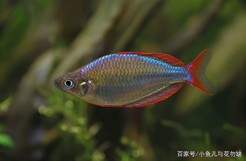 剛果美人魚為什么很少人養(yǎng)，剛果美人魚鮮