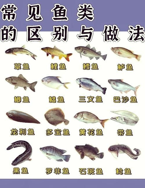 各種常見魚的辨認圖，魚類辨識