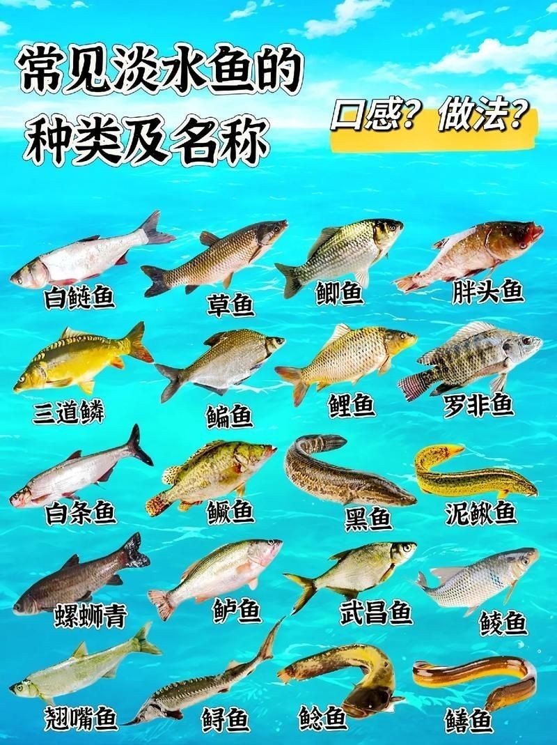 各種常見魚的辨認圖，魚類辨識