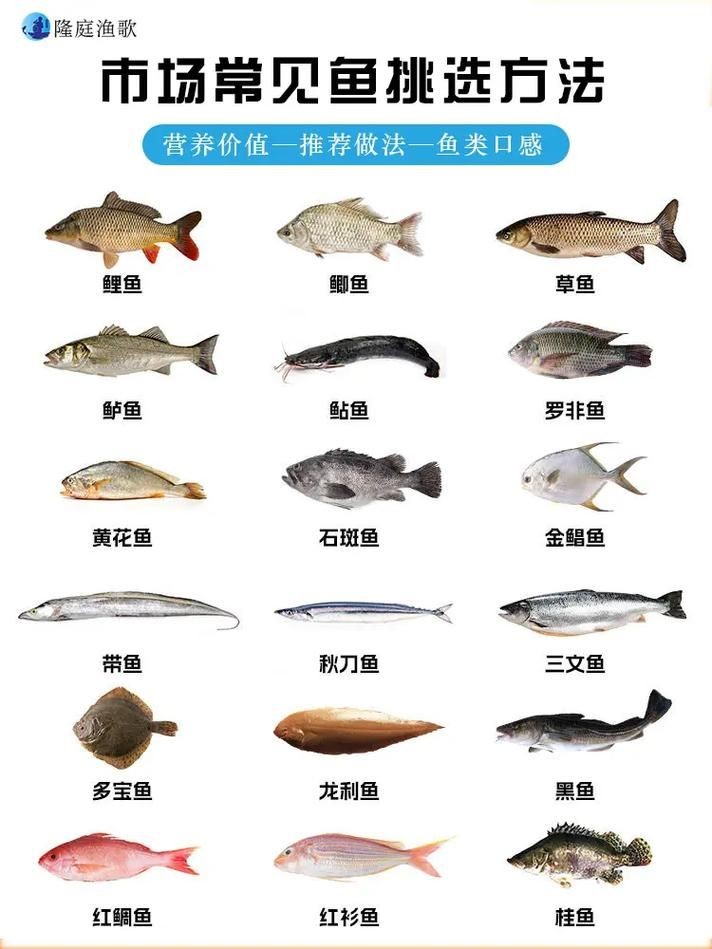 各種常見魚的辨認圖，魚類辨識