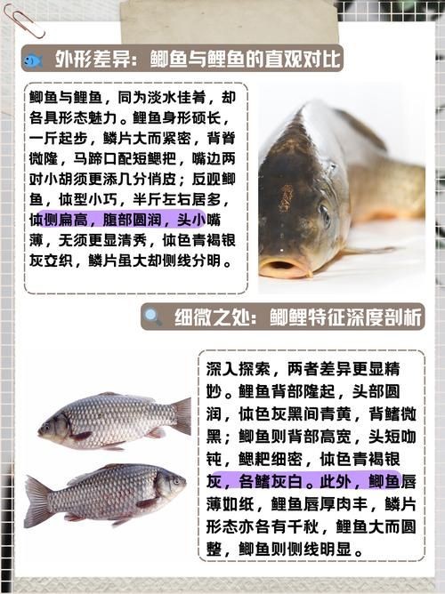 各種常見魚的辨認圖，魚類辨識