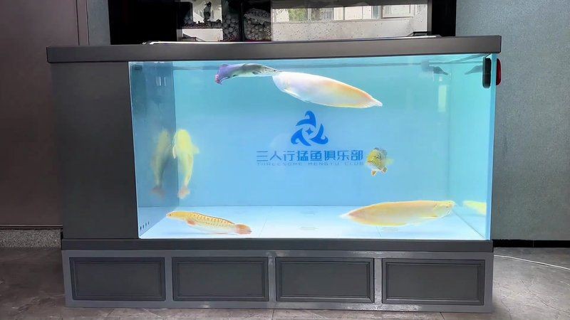 巨骨舌魚能和什么魚混養(yǎng)，骨舌魚適配混