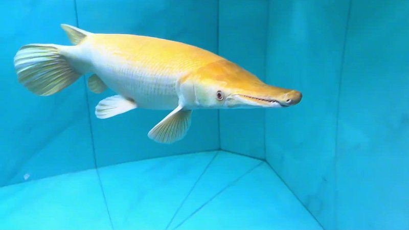 巨骨舌魚能和什么魚混養(yǎng)，骨舌魚適配混