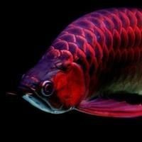 號半龍魚價格，你可以按需選用，，平價驚喜！號半龍魚價格揭秘，速看！號半龍魚當下價格行情，聚焦，號半龍魚最新價格