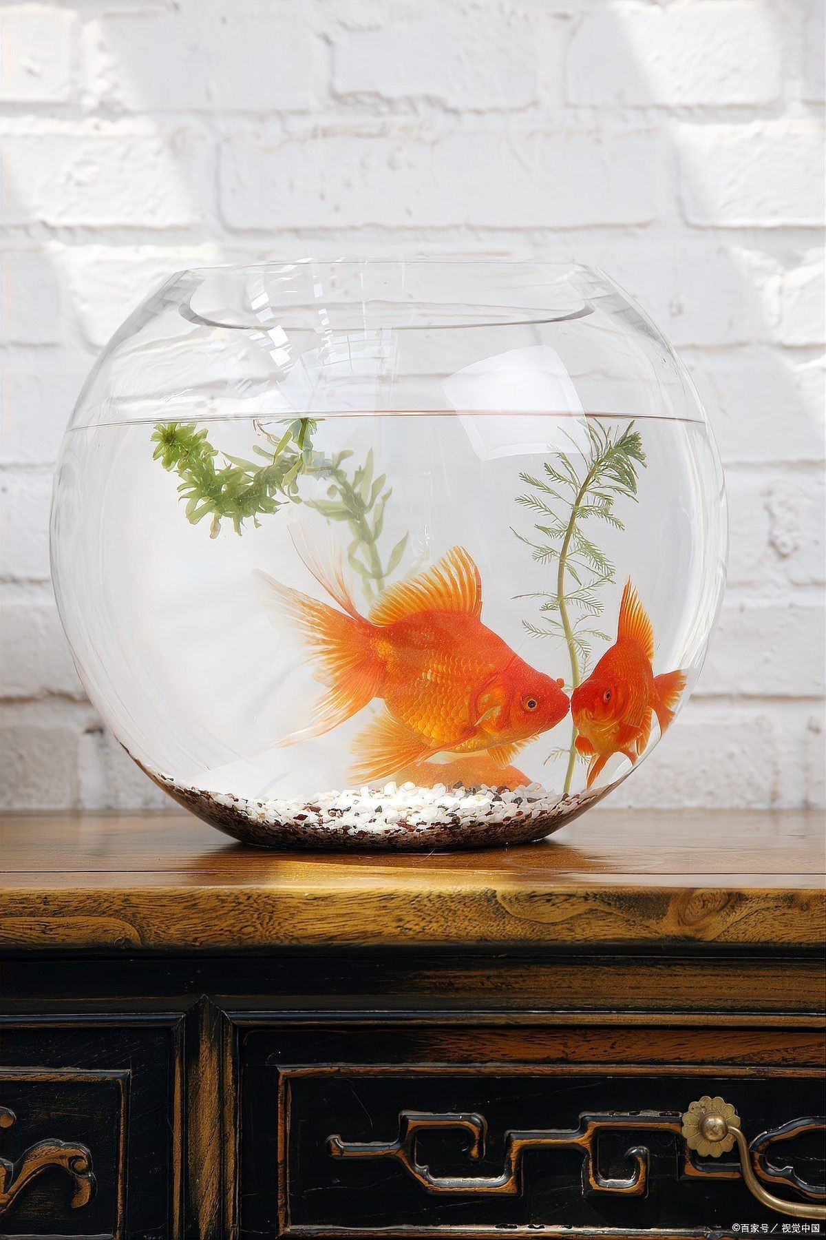 呼倫貝爾魚缸維護(hù)，直白型，呼倫貝爾·魚缸養(yǎng)護(hù)，文藝型，呼倫貝爾之魚缸雅護(hù)，專業(yè)型