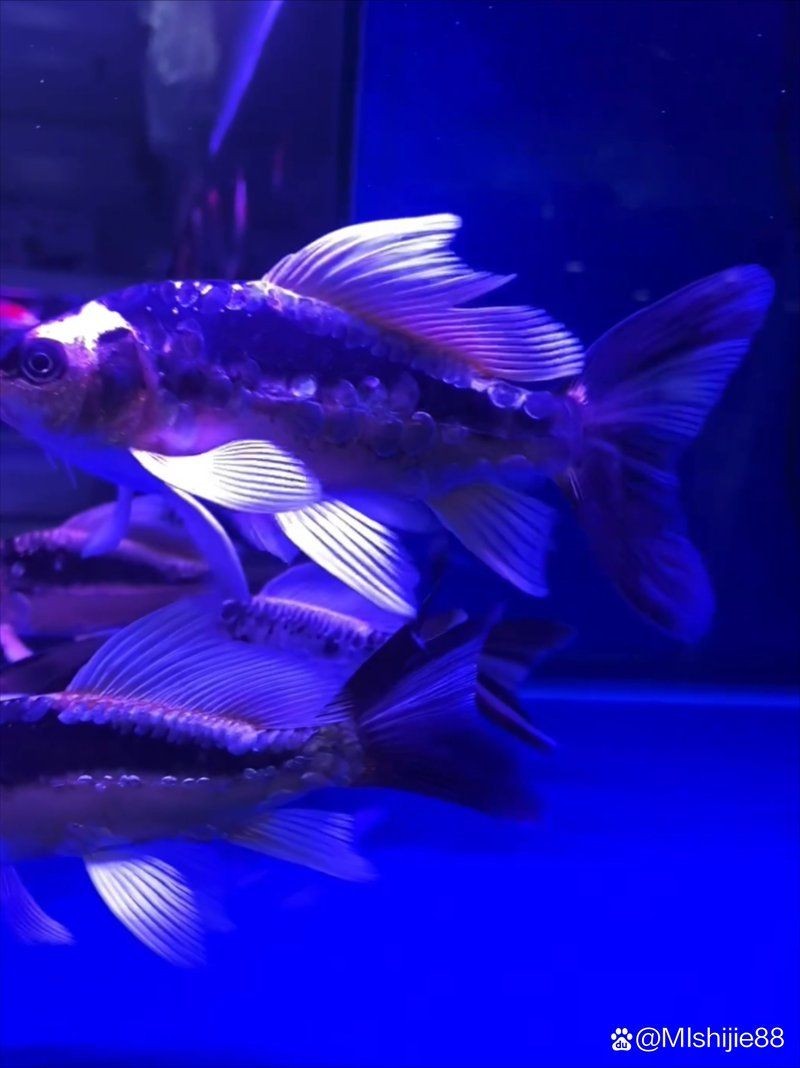 樂山水族批發市場，直白型，樂山·水族批發集散地，吸睛型，探秘樂山水族批發王國！，簡約型，