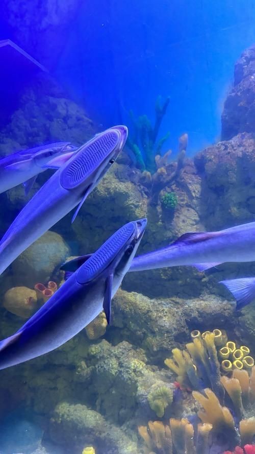 樂山水族批發市場，直白型，樂山·水族批發集散地，吸睛型，探秘樂山水族批發王國！，簡約型，