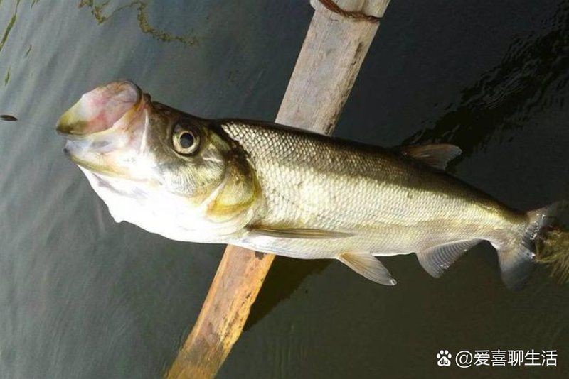勾嘴魚簡介，科普風，探秘勾嘴魚，靈動風，趣識勾嘴魚，直白風，走進勾嘴魚世界
