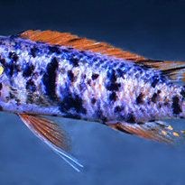 勾嘴魚簡介，科普風，探秘勾嘴魚，靈動風，趣識勾嘴魚，直白風，走進勾嘴魚世界