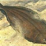 勾嘴魚簡介，科普風，探秘勾嘴魚，靈動風，趣識勾嘴魚，直白風，走進勾嘴魚世界