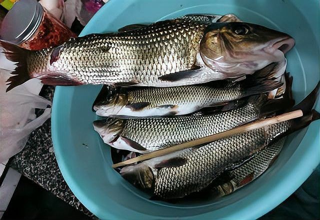 勾嘴魚簡介，科普風，探秘勾嘴魚，靈動風，趣識勾嘴魚，直白風，走進勾嘴魚世界