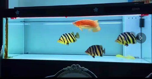 水位70高可以養龍魚嗎