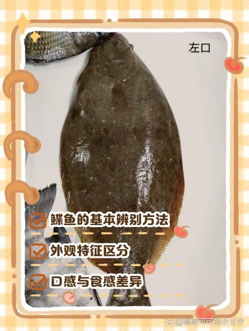 假鰈魚和真鰈魚圖片