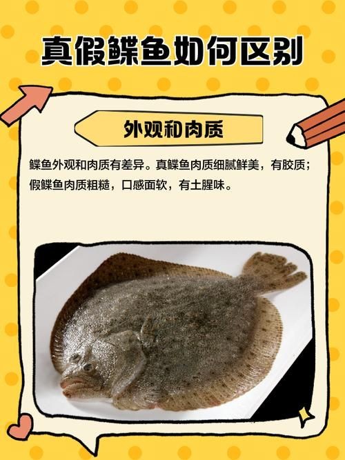 假鰈魚和真鰈魚圖片