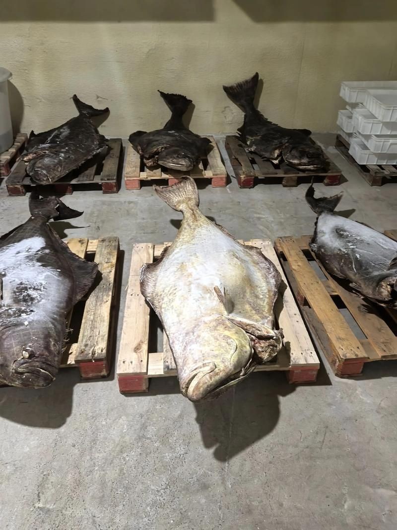 假鰈魚和真鰈魚圖片