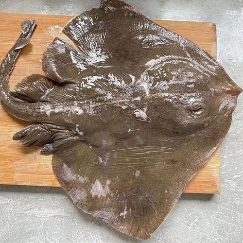 假鰈魚和真鰈魚圖片