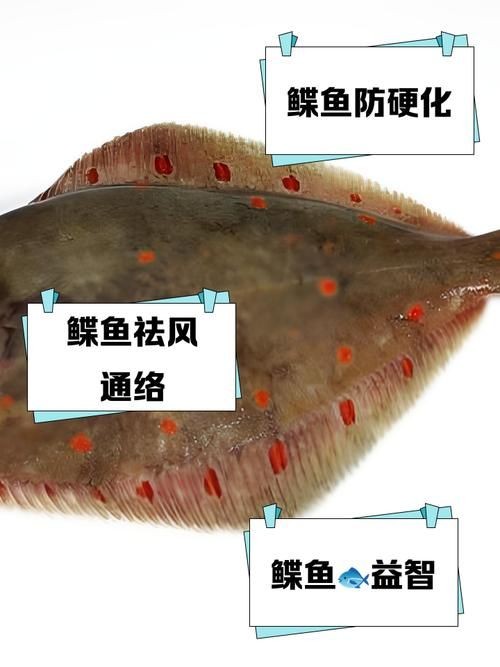 假鰈魚和真鰈魚圖片
