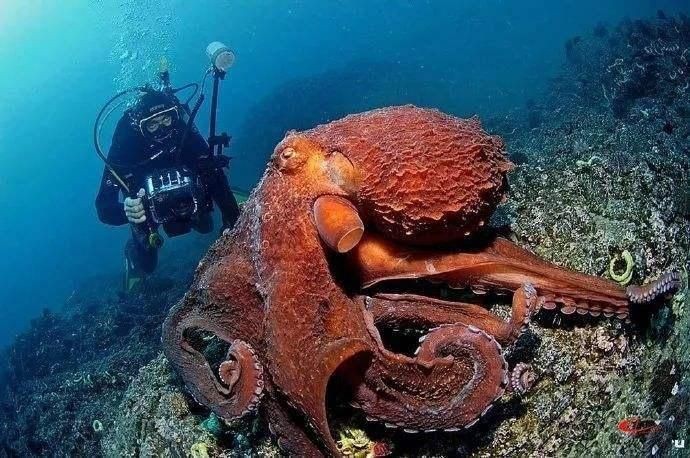 巨型章魚vs大王烏賊