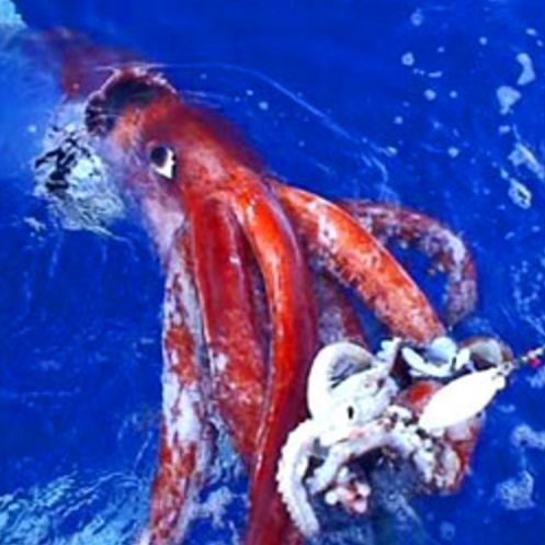 巨型章魚vs大王烏賊