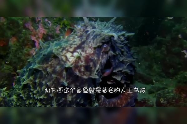 巨型章魚vs大王烏賊
