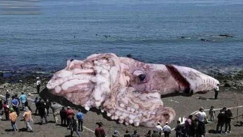 巨型章魚vs大王烏賊