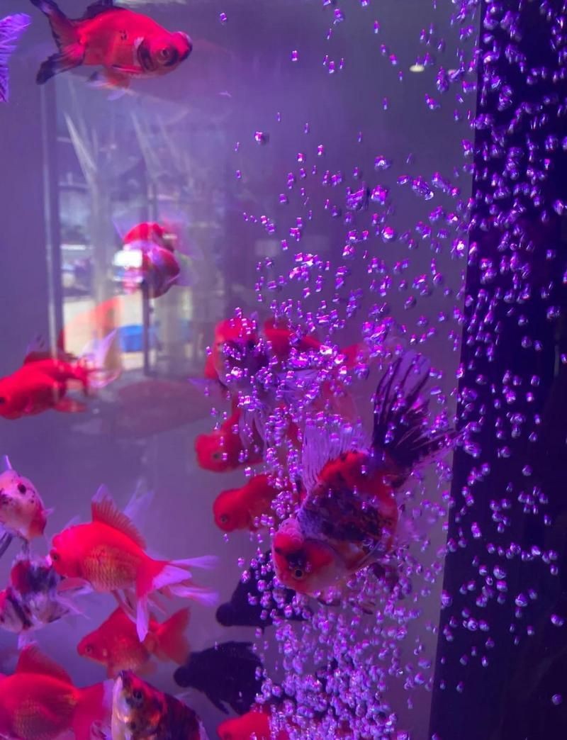 麗水水族批發市場
