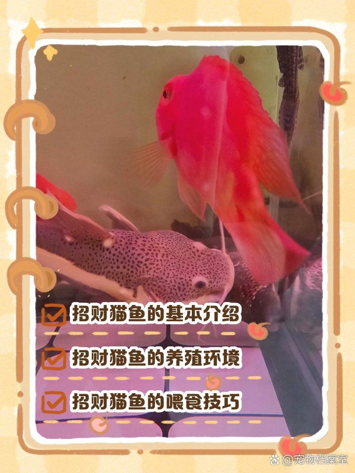 什么魚能和招財貓混養