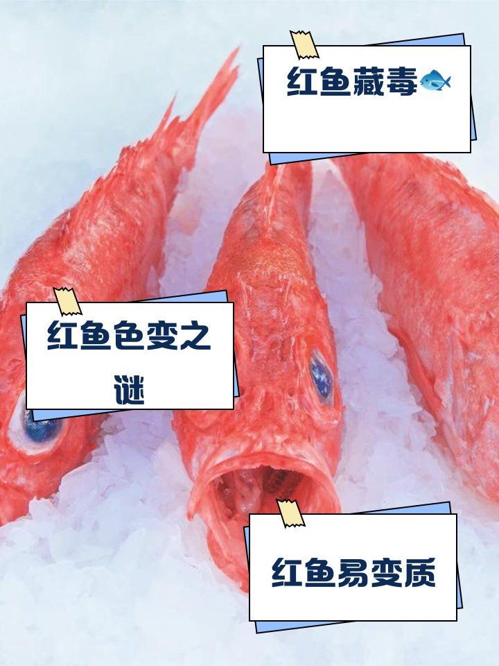 深海紅龍魚為啥不建議吃