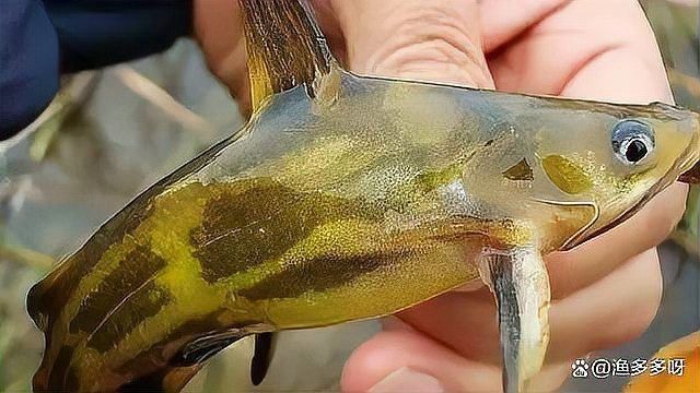 如何判斷魚有寄生蟲