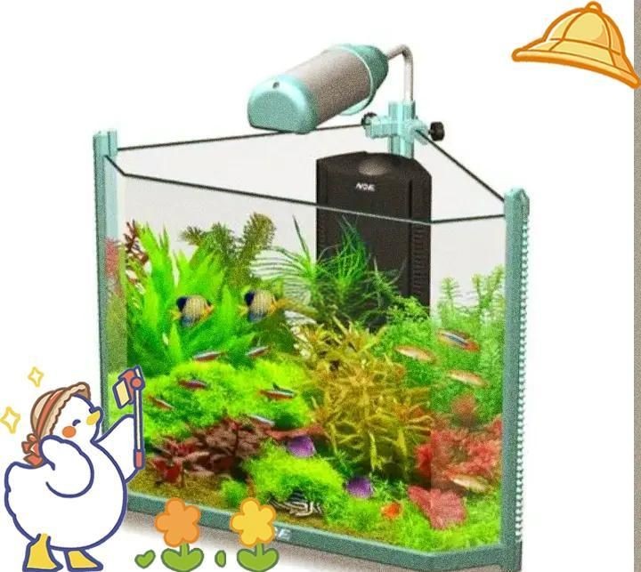 屬龍養幾條魚最招財