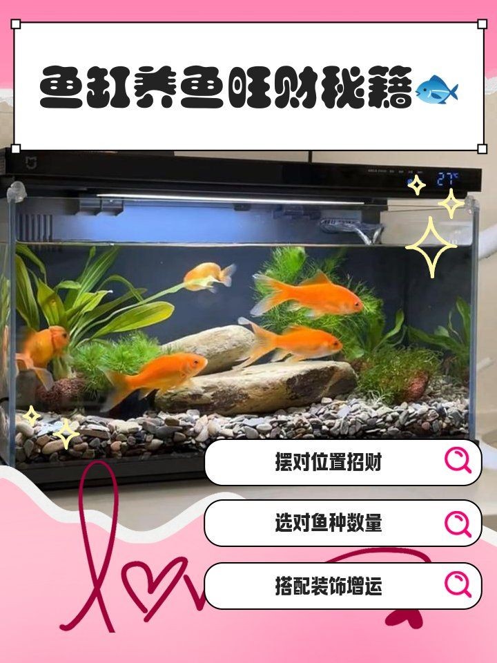 屬龍養幾條魚最招財