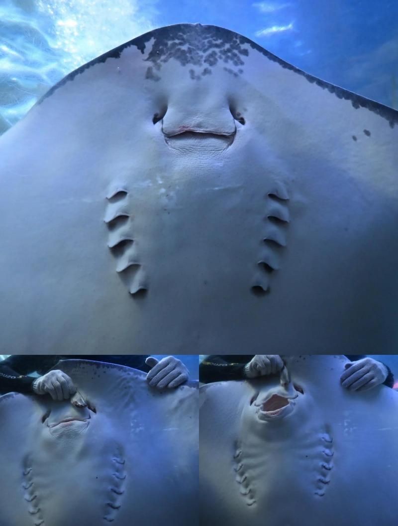 北海水族館