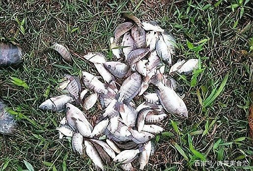 廣東福壽魚是什么魚