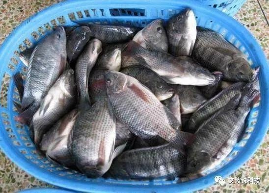 廣東福壽魚是什么魚