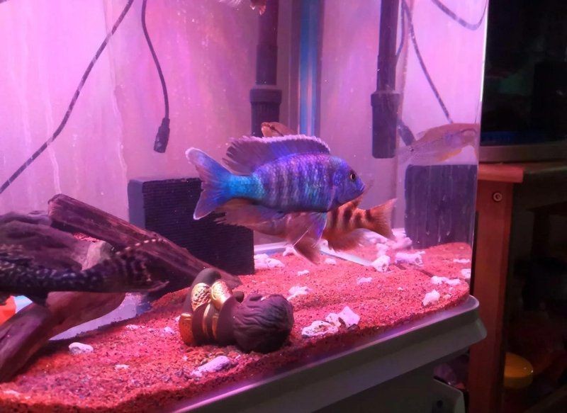 60缸十大最建議買的魚