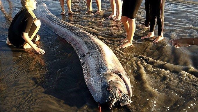龍魚吃雞胸肉有哪些注意事項，，龍魚吃雞胸肉一次喂多少合適龍魚吃雞胸肉有哪些注意事項