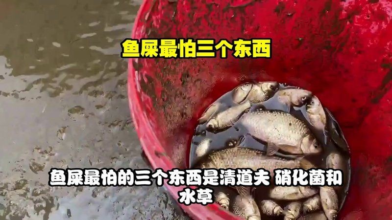 廣東豬鼻子魚最怕三個(gè)東西