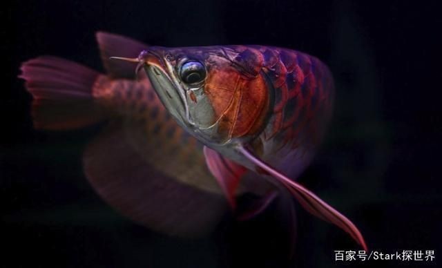 7000萬(wàn)的紅龍魚圖片